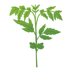 Tomato shoot. Seedlings for the garden. Farm plantings. Home gardening. Growing vegetables and garden plants. Vector illustration isolated on a transparent background.