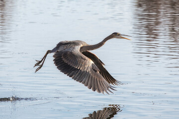 large Great Blue Heron in flight