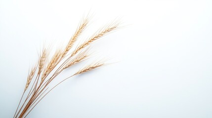 Fototapeta premium Golden wheat stalks on white background, harvest concept