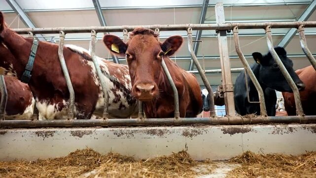 Norwegian red cattle dairy herd feeding, Farming headlock technology