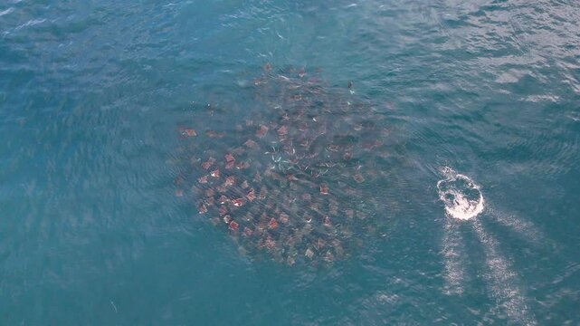 Aerial view of a school of stingrays swimming in unison near the surface off the coast of Baja California, stunning marine wildlife footage. With stingrays jumping out of the water.