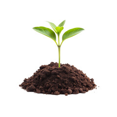 Growing Young Plant in Soil isolated on a transparent background, in a PNG format