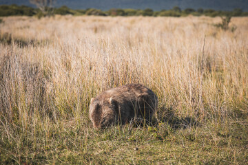 wild wombat in the field