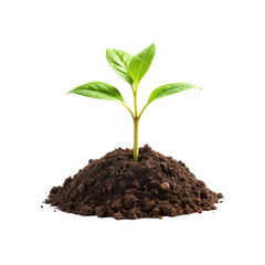 Growing Young Plant in Soil isolated on a transparent background, in a PNG format