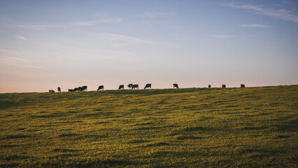 sunset in the cow field
