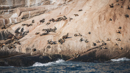 Skull rock with seal, Victoria, Australia