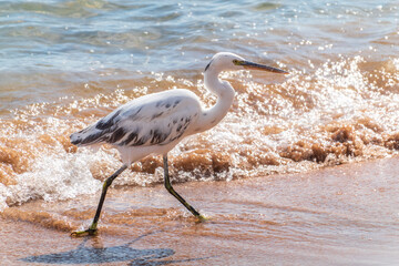 White Western Reef Heron (Egretta gularis) at Sharm el-Sheikh beach, Sinai, Egypt