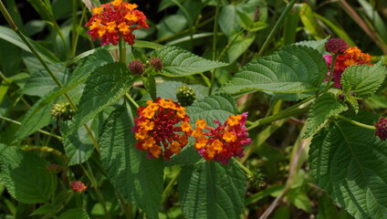 Lantana Flower