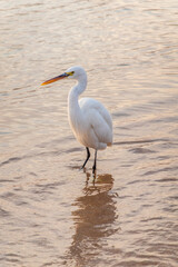 Naklejka premium Great egret (Ardea alba), a medium-sized white heron fishing on the sea beach