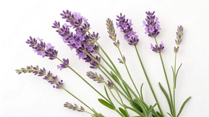 Obraz premium Lavender on the white background