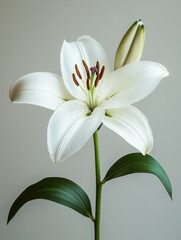 Naklejka premium White lily flower close up. Spring delicate flower with green leaves on a gray background. Minimalistic photo, macro photo. 