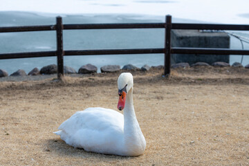 志高湖の凍った湖と優雅な白鳥