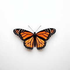 Obraz premium butterfly on white background
