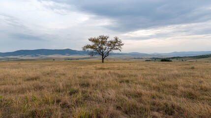 Lonely tree on vast golden field, cloudy mountains in background.  Possible use Nature photography