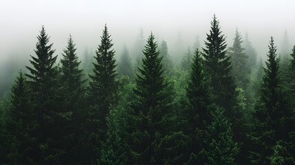 Fototapeta premium Lush Evergreen Forest Shrouded in Mysterious Morning Fog