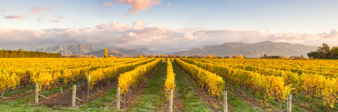 Panoramic of vineyard at sunrise, Marlborough, , New Zealand