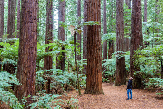 Man looking up to tall tree, Redwood forest, Rotorua, New Zealand