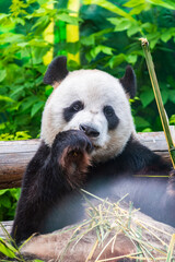 Obraz premium The Giant Panda Bear sits while eating a bamboo stalk