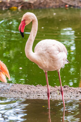 The greater flamingo, Phoenicopterus roseus, standing in water on lake shore.