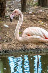 The greater flamingo, Phoenicopterus roseus, standing in water on lake shore.