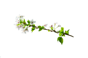 Cherry blossom branch isolated