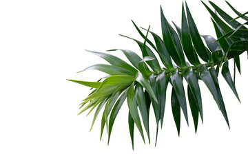 Green leaves plant isolated
