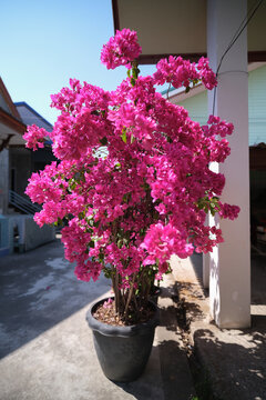Beautiful pink bougainvillea in pot
