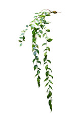 Green leaves plant hanging isolated