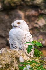 A snowy owl sits on a rock cliff.