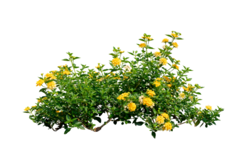 Yellow flower bush isolated