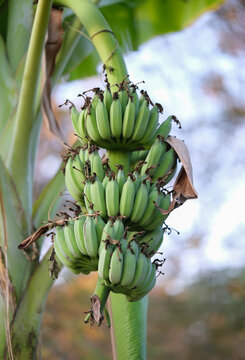 Bananas growing on the tree. ( Musa acuminata)  