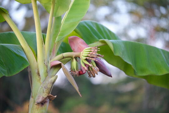 Soft bananas growing on the tree. ( Musa acuminata) 