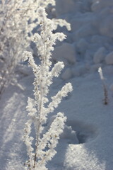Winter's Delicate Lace