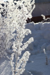 Winter's Delicate Lace