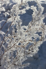 Winter's Delicate Lace