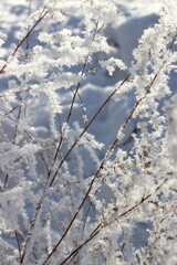 Winter's Delicate Lace