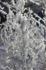 Winter's Delicate Lace