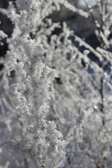 Winter's Delicate Lace