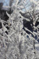 Winter's Delicate Lace