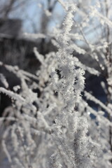 Winter's Delicate Lace