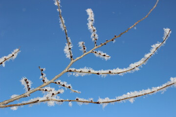 Winter's Delicate Lace