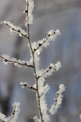 Winter's Delicate Lace