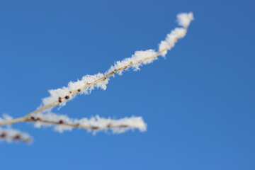 Winter's Delicate Lace
