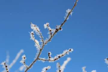 Winter's Delicate Lace
