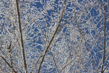 Winter's Delicate Lace