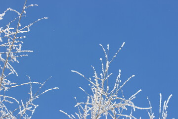 Winter's Delicate Lace