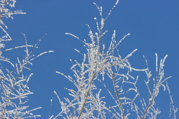 Winter's Delicate Lace