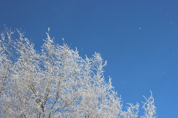 Winter's Delicate Lace