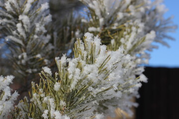 Winter's Delicate Lace