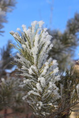 Winter's Delicate Lace